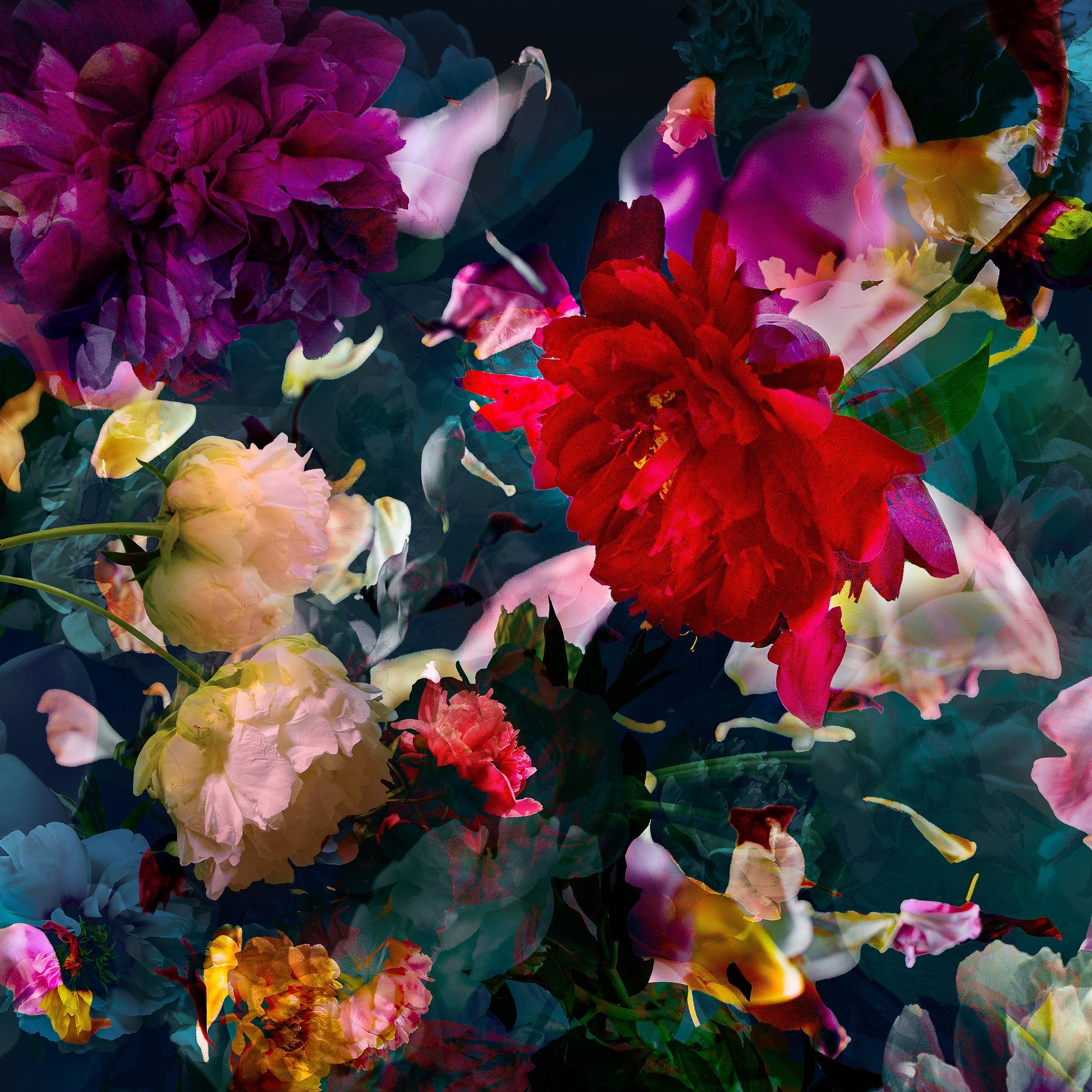 Les pivoines, 21 juin 14h47