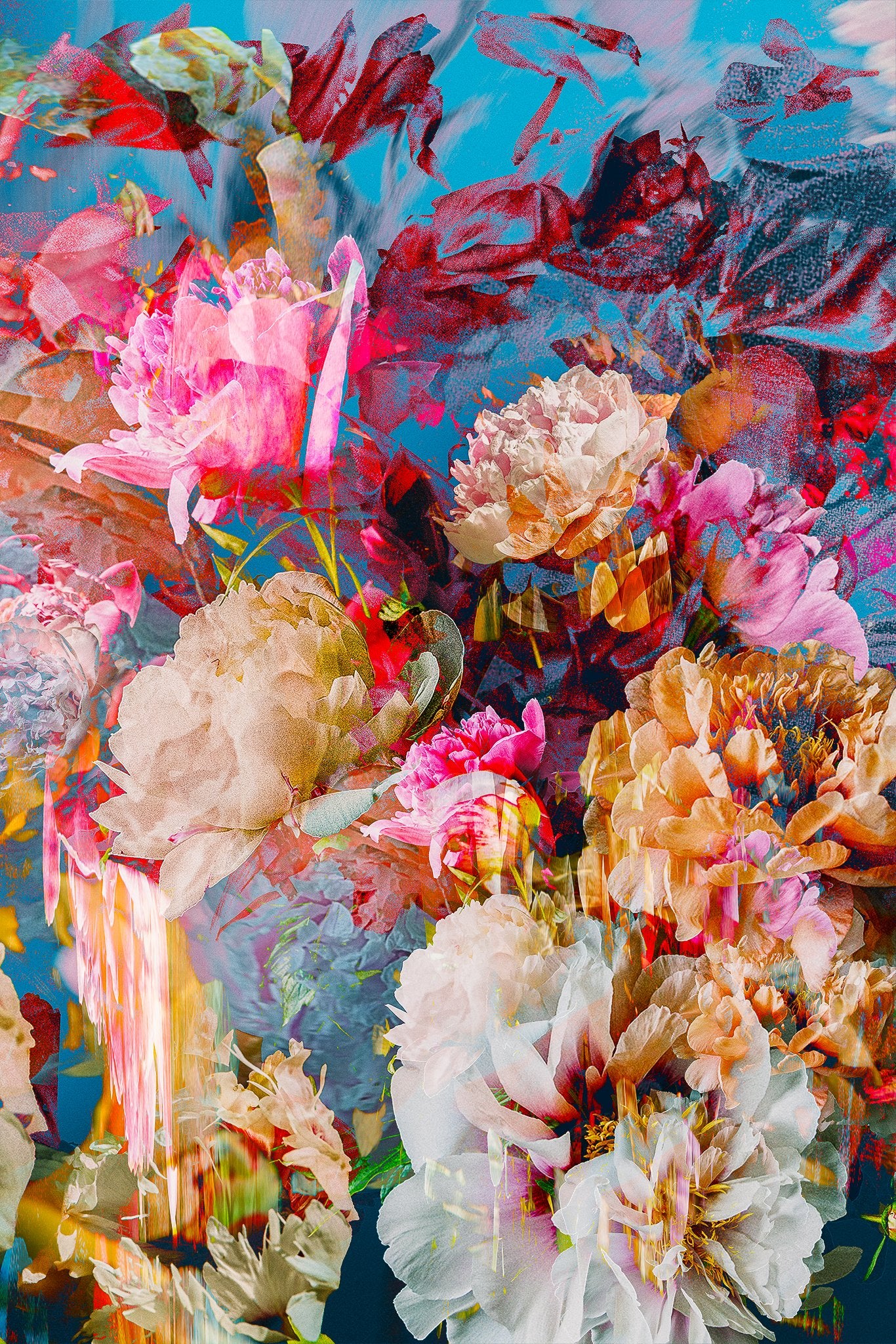Les pivoines, 7 juin 8h08