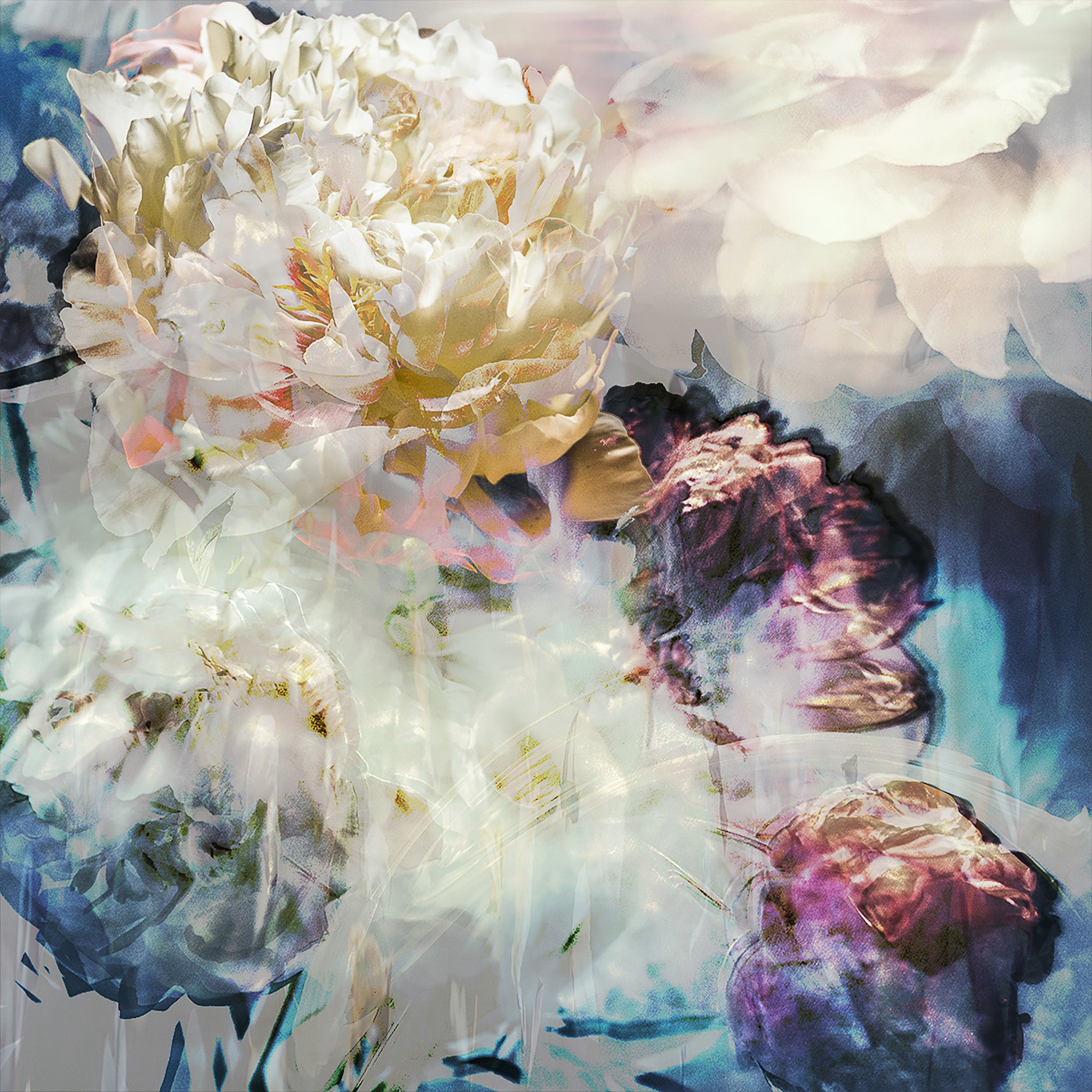 Les pivoines, 16 mai 10h19