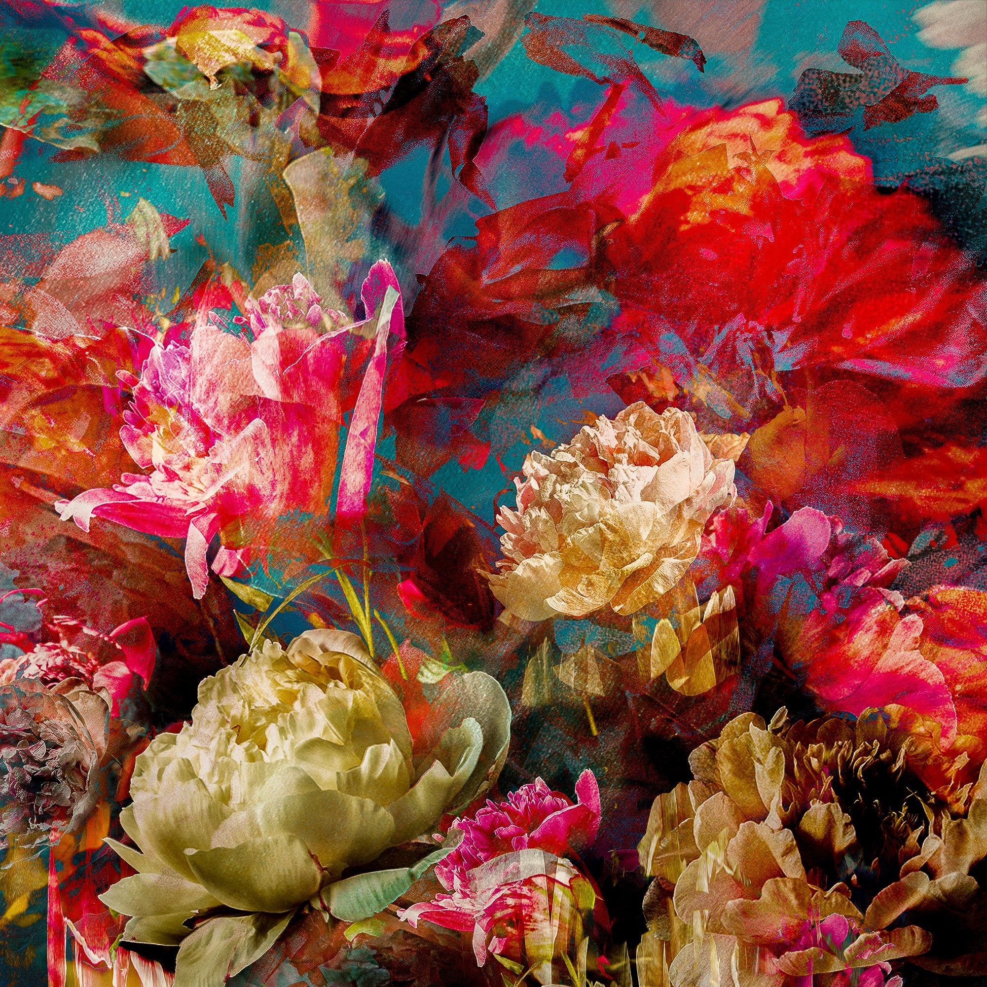 Les pivoines, 7 juin 11h29