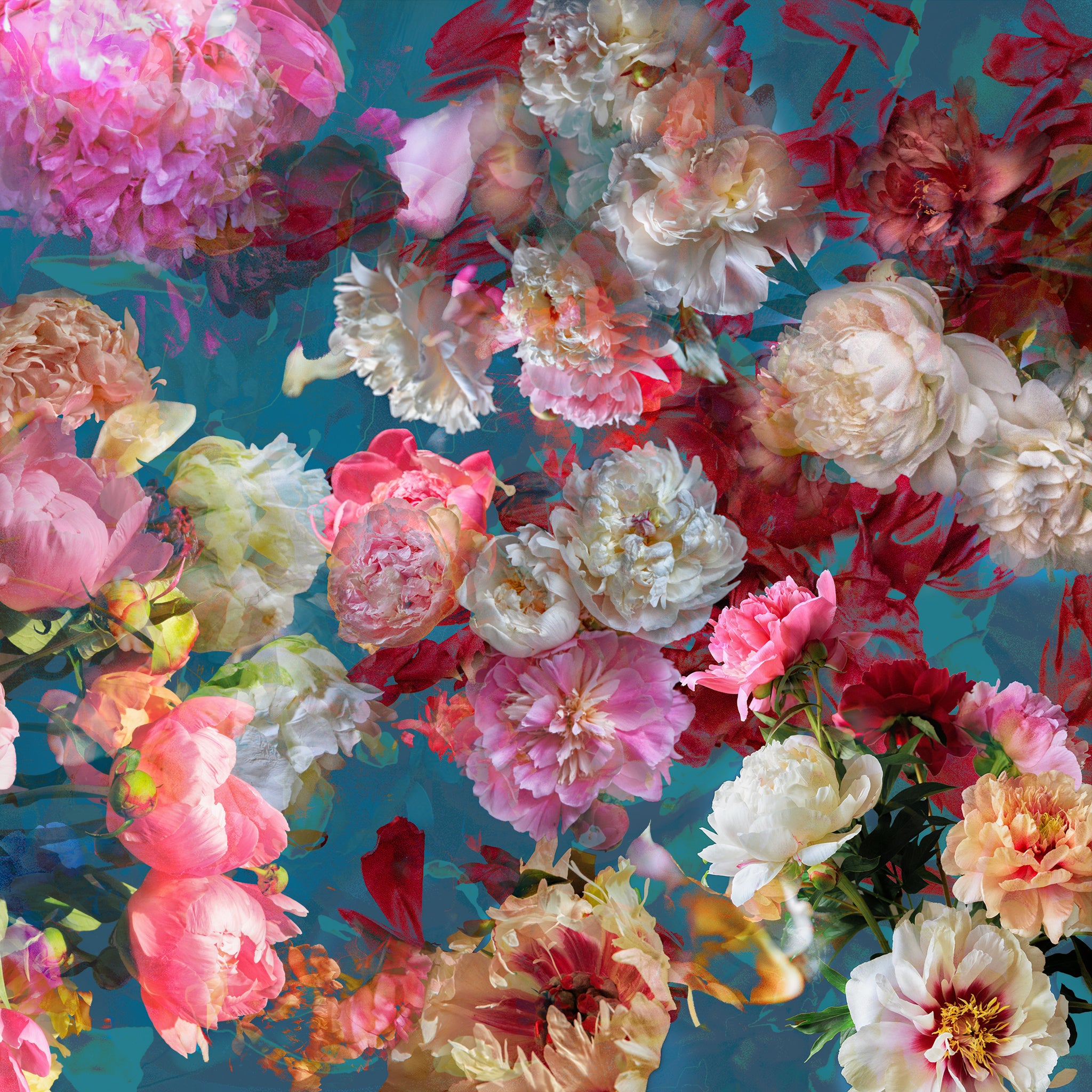Les pivoines, 16 mai 6h52