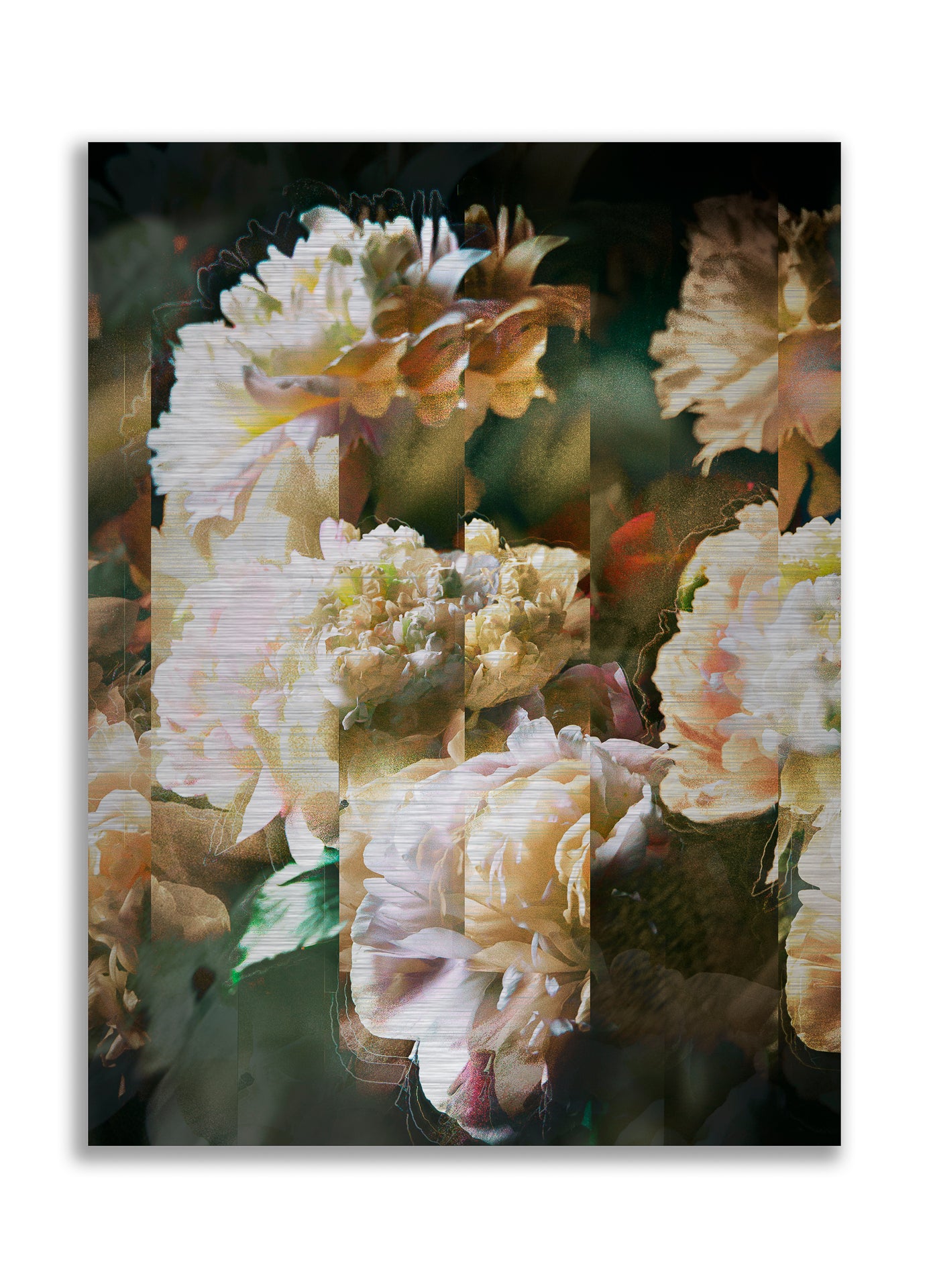 Les pivoines, 1 juillet 19h19