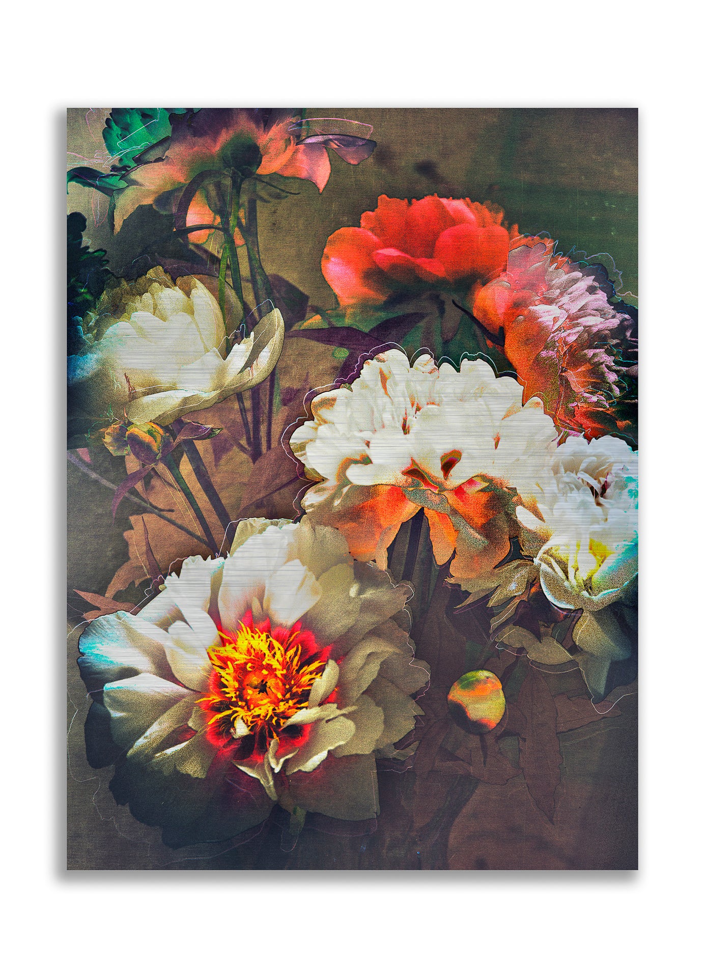 Les pivoines, 28 juin 17h35