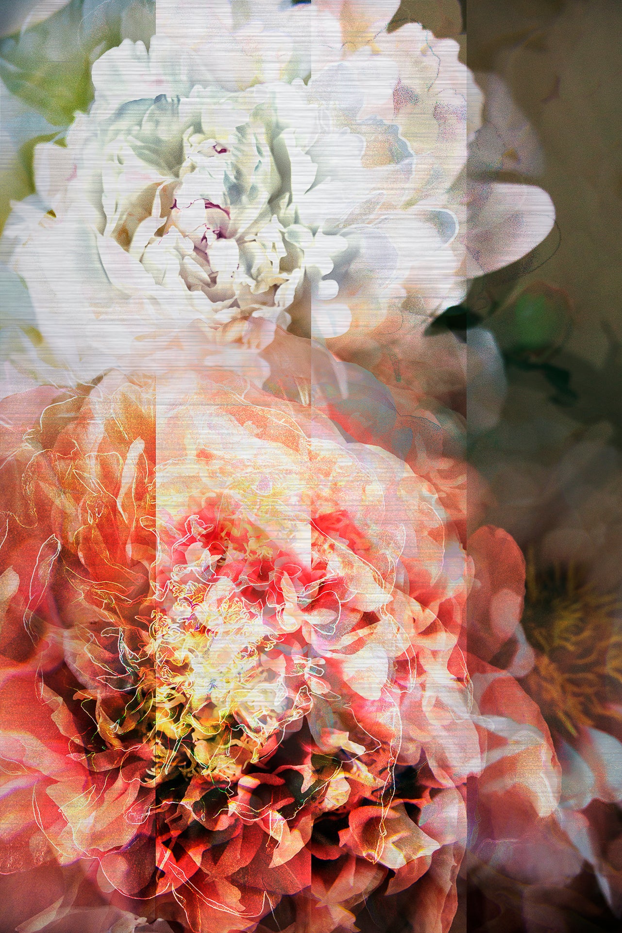 Les pivoines, 1 juillet 19h35