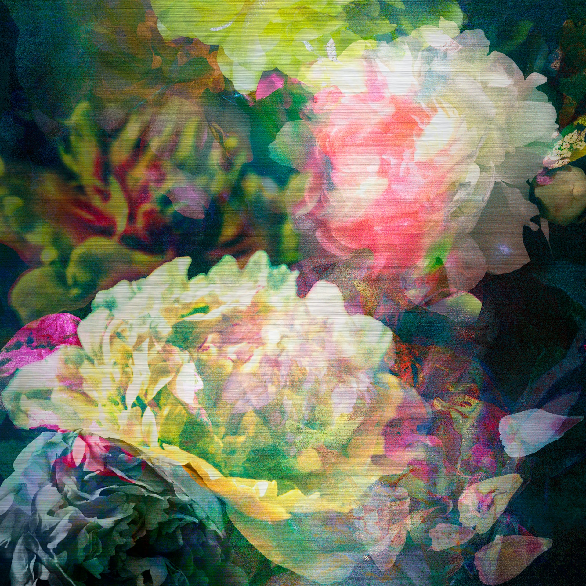 Les pivoines, 2 août 11h57