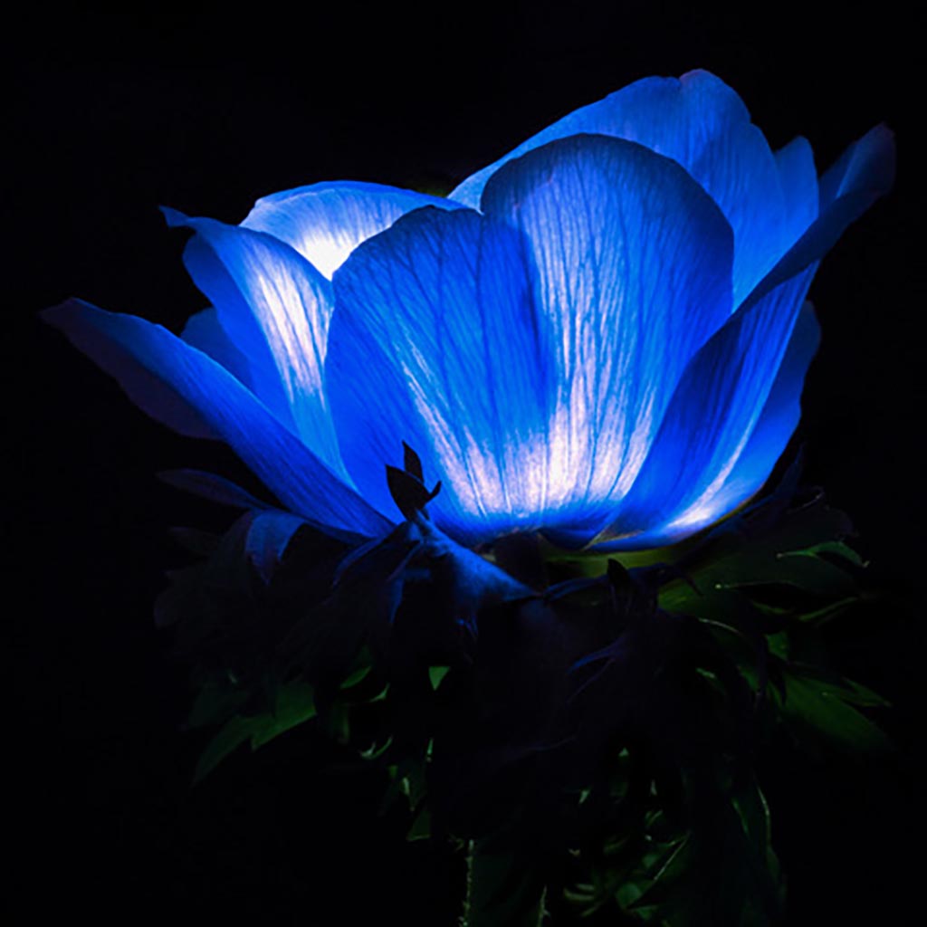 Blossom Glow 08 (Série/Series) - Galerie d'Art Beauchamp