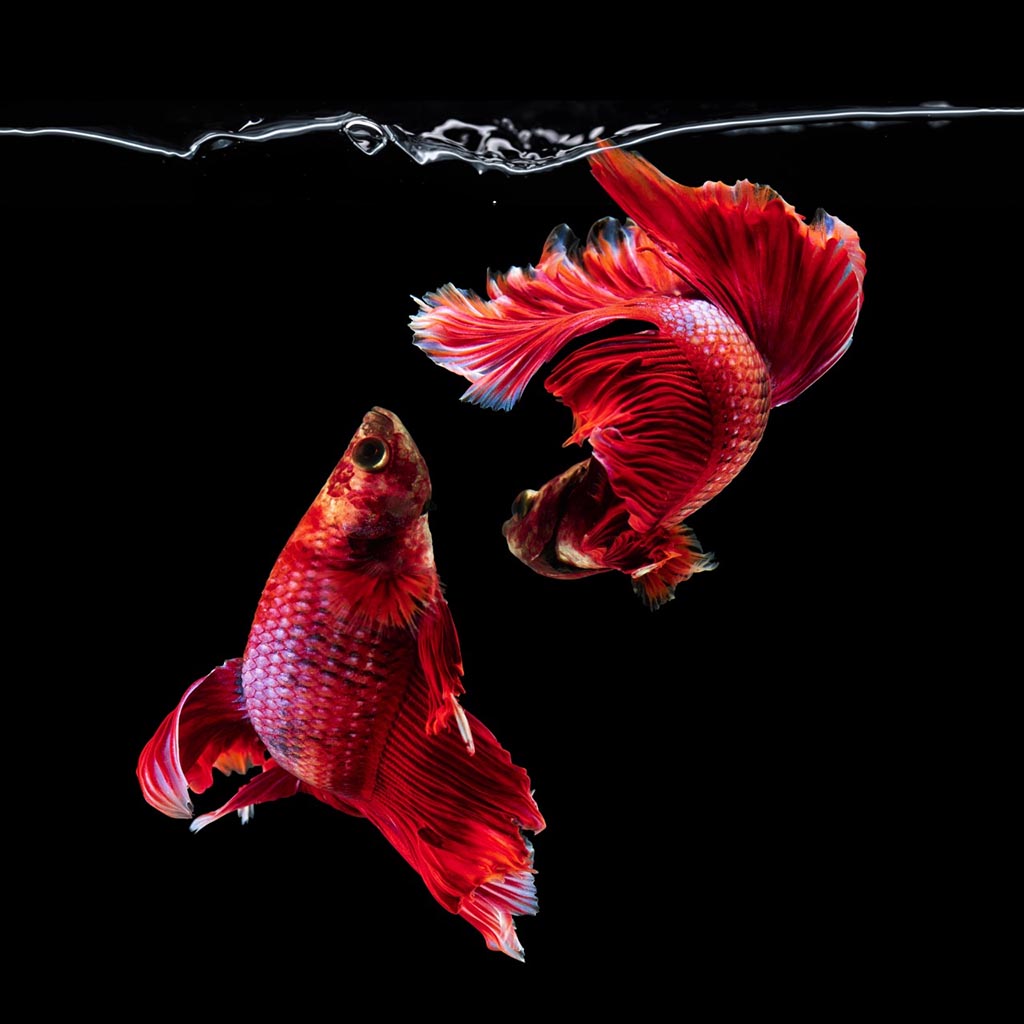 Circus 28 (Série/Series) - Galerie d'Art Beauchamp