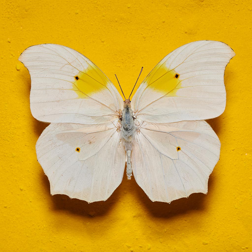 Flying Yellow (Série/Series) - Galerie d'Art Beauchamp