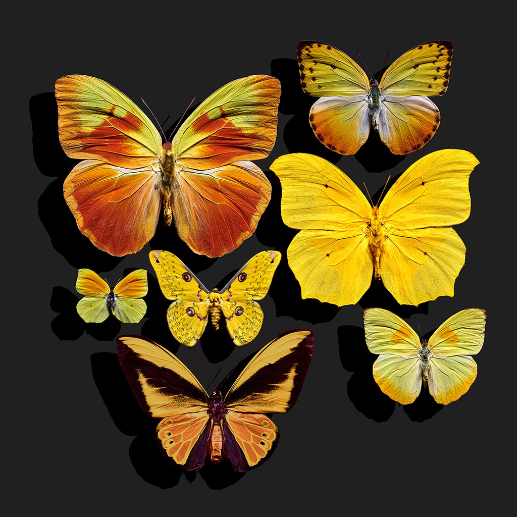 Golden Angels (Série/Series) - Galerie d'Art Beauchamp