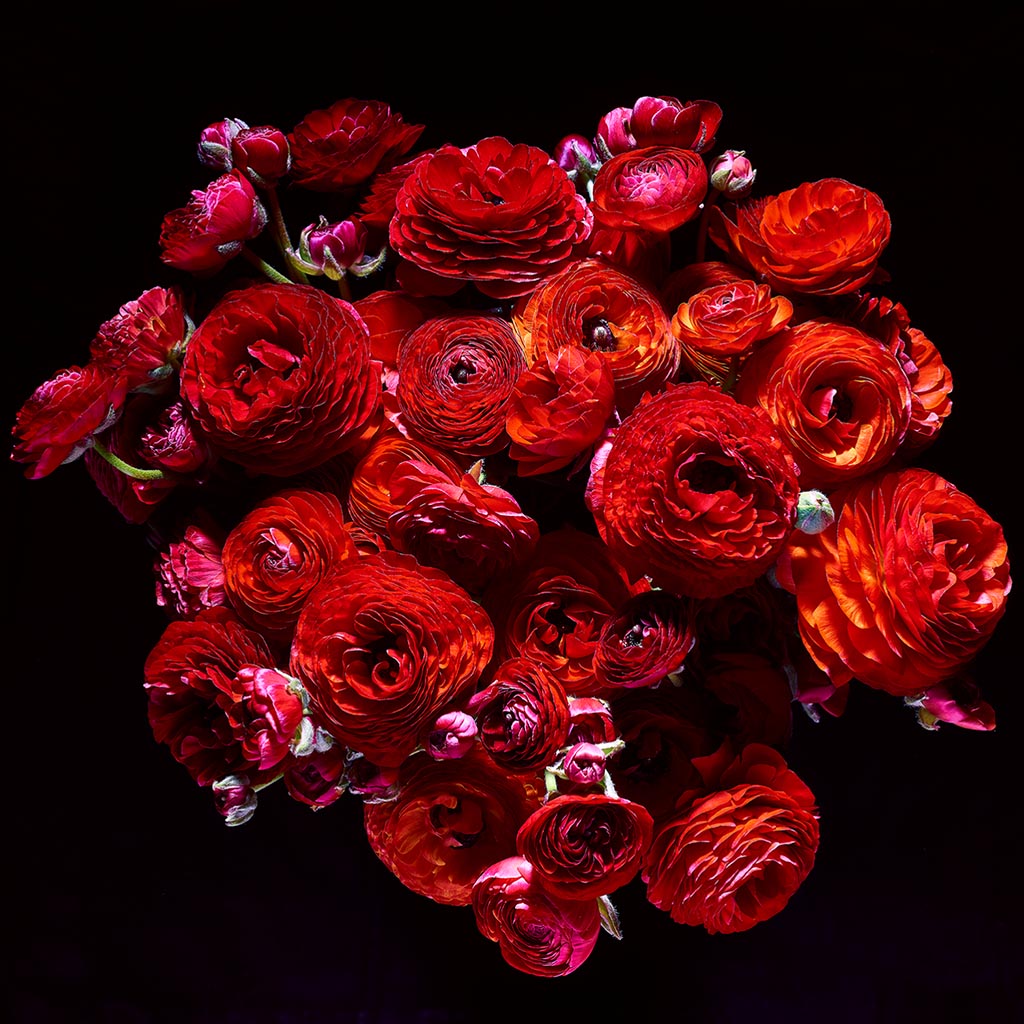 Red Bunch (Série/Series) - Galerie d'Art Beauchamp