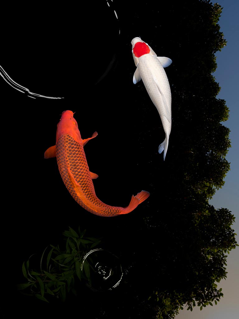 Searching The Source (Série/Series) - Galerie d'Art Beauchamp