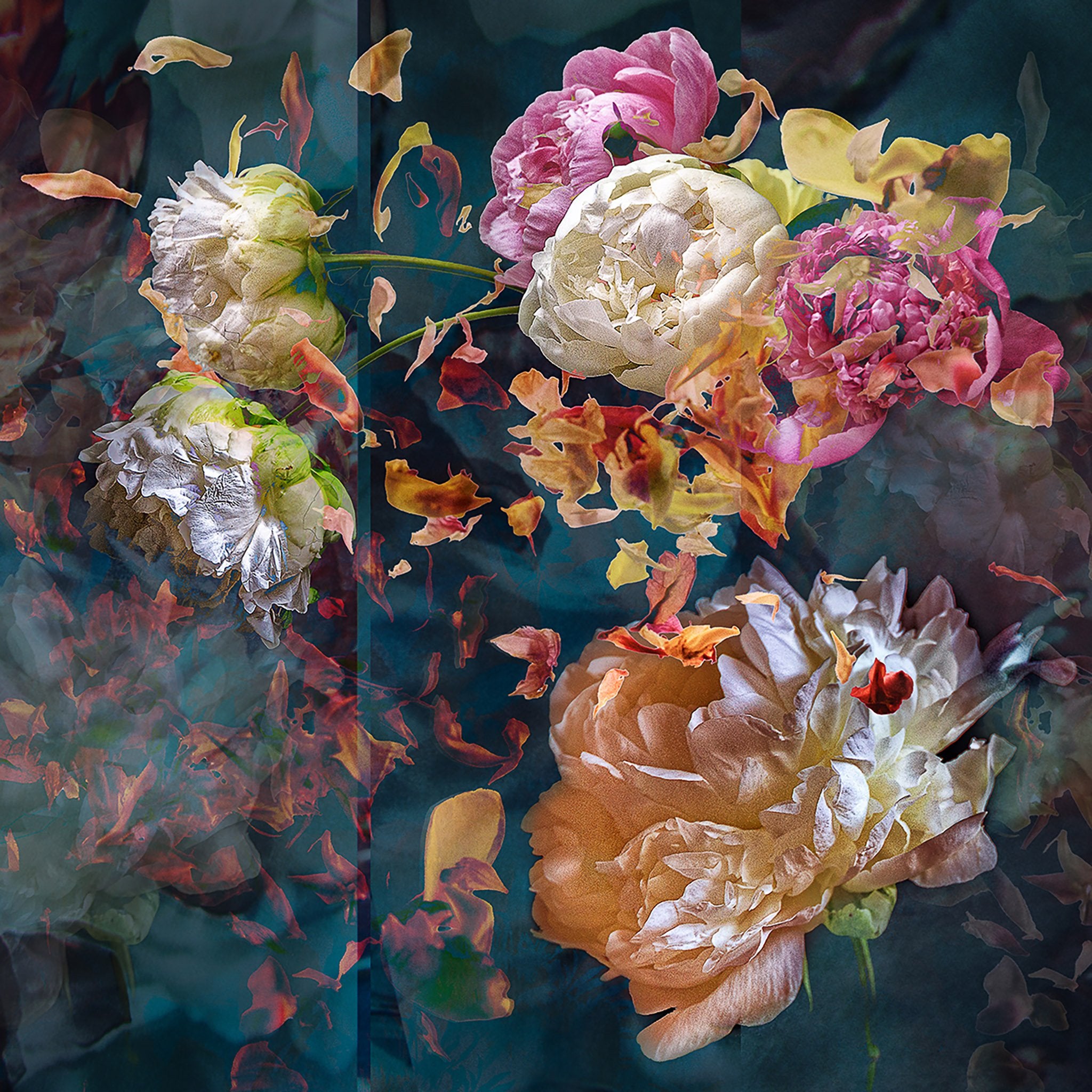 Les pivoines, 24 juin 9h52