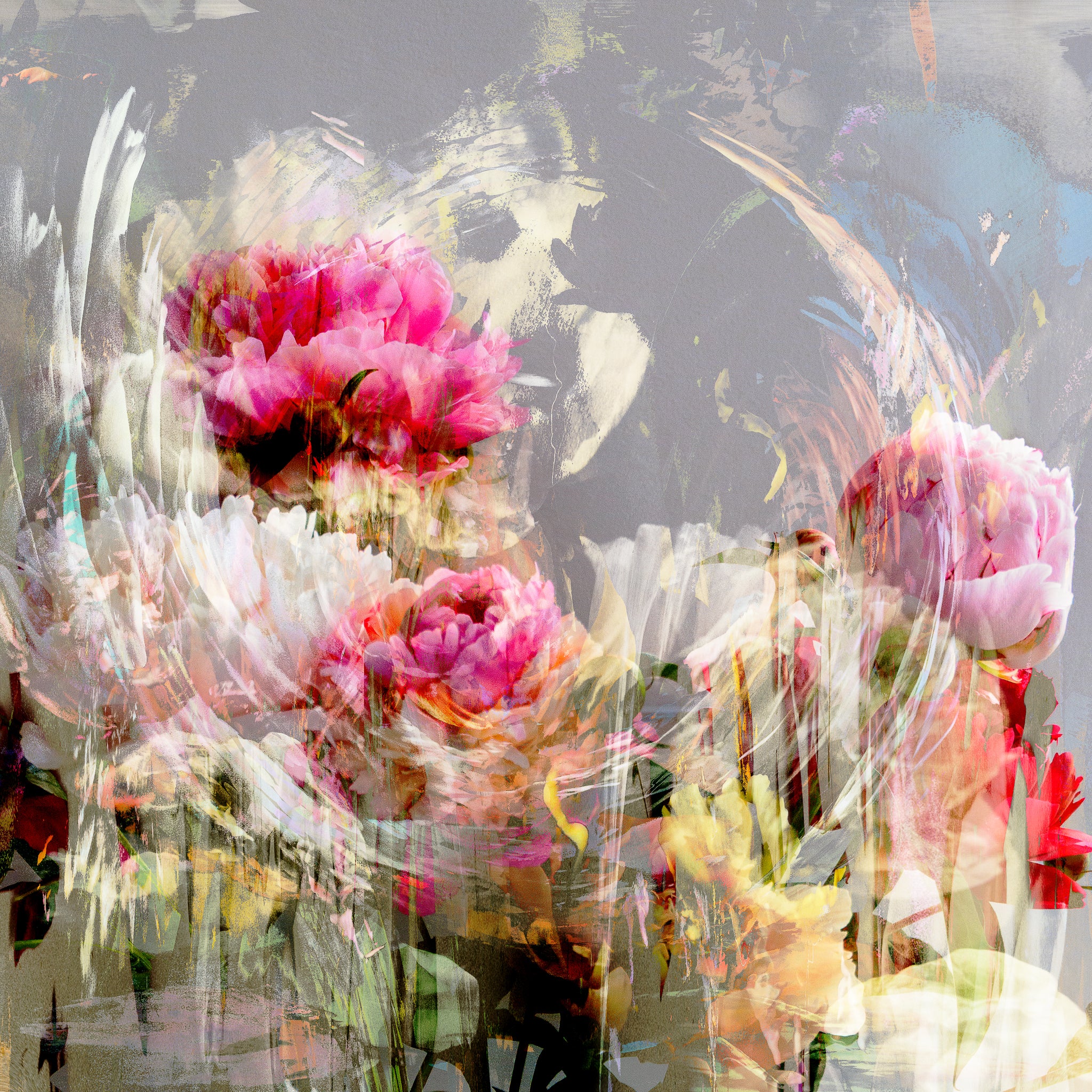 Les pivoines, 20 mai 10h39