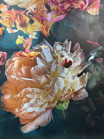 Les pivoines, 24 juin 9h52