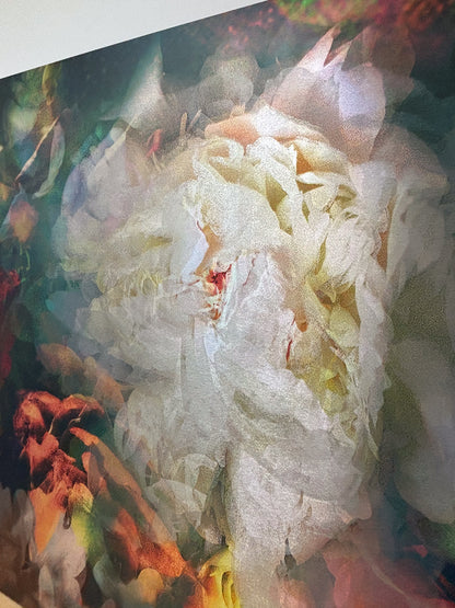 Les pivoines, 25 octobre 8h08