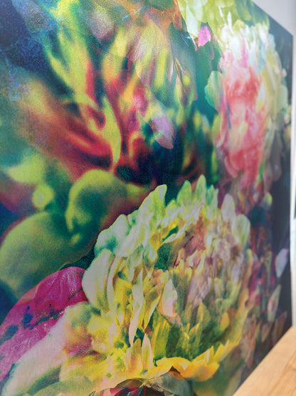 Les pivoines, 2 août 11h57