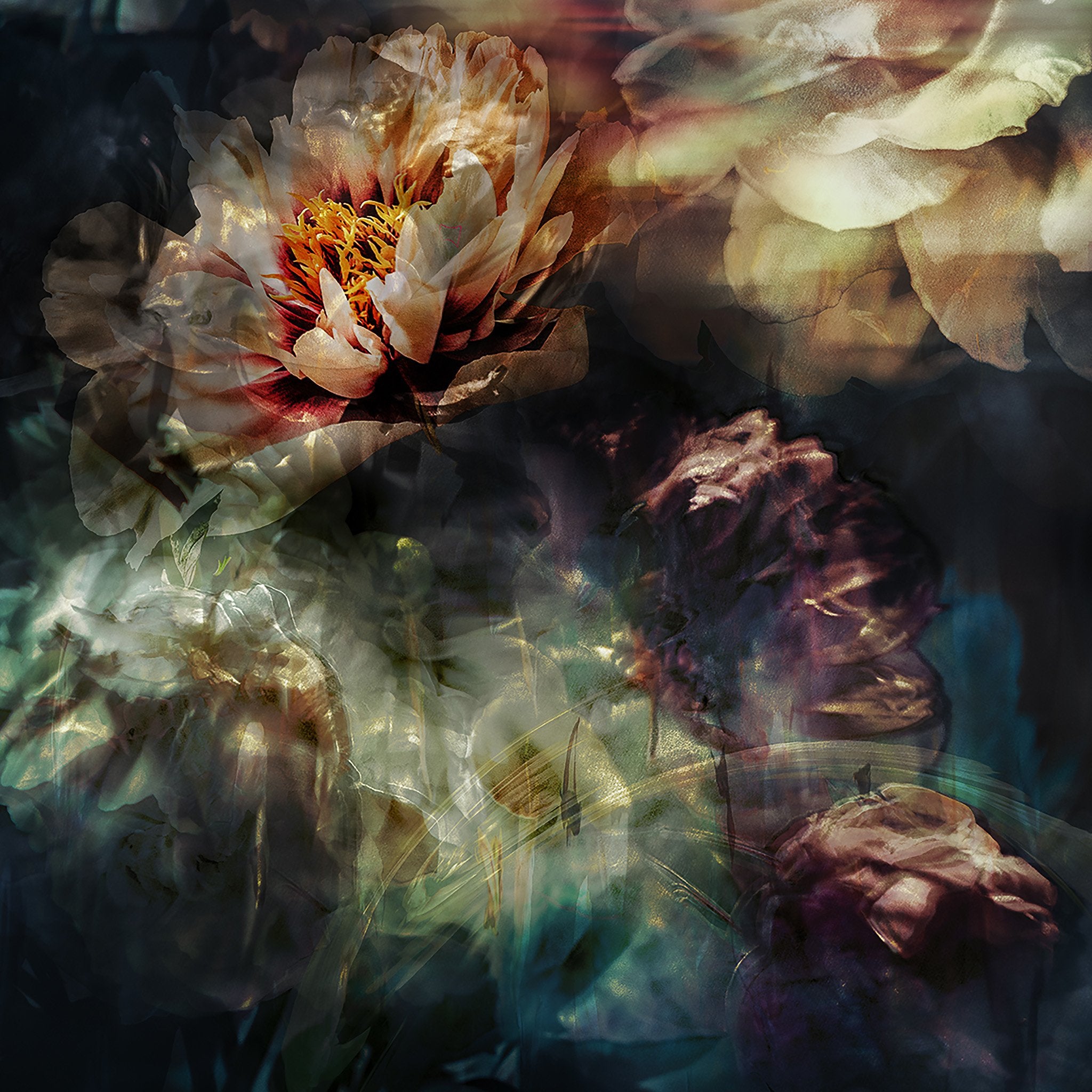 Les pivoines, 19 mai 8h21