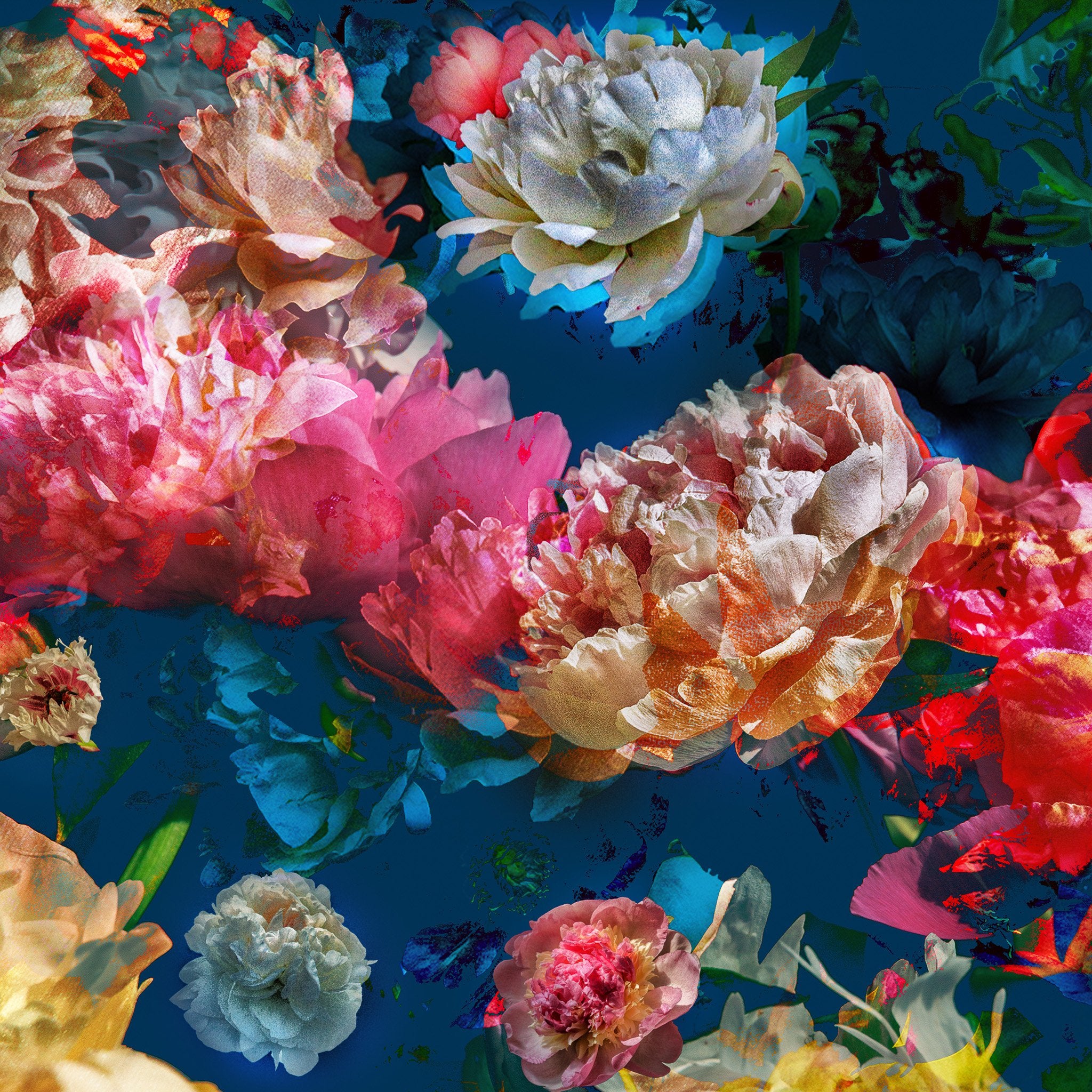 Les pivoines, 27 juin 7h23
