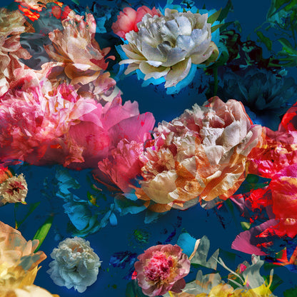 Les pivoines, 27 juin 7h23
