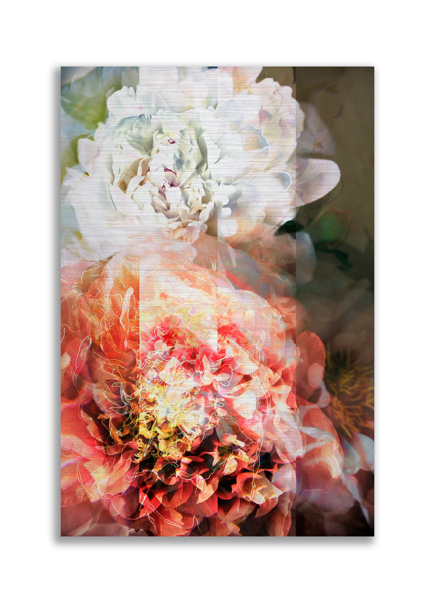 Les pivoines, 1 juillet 19h35