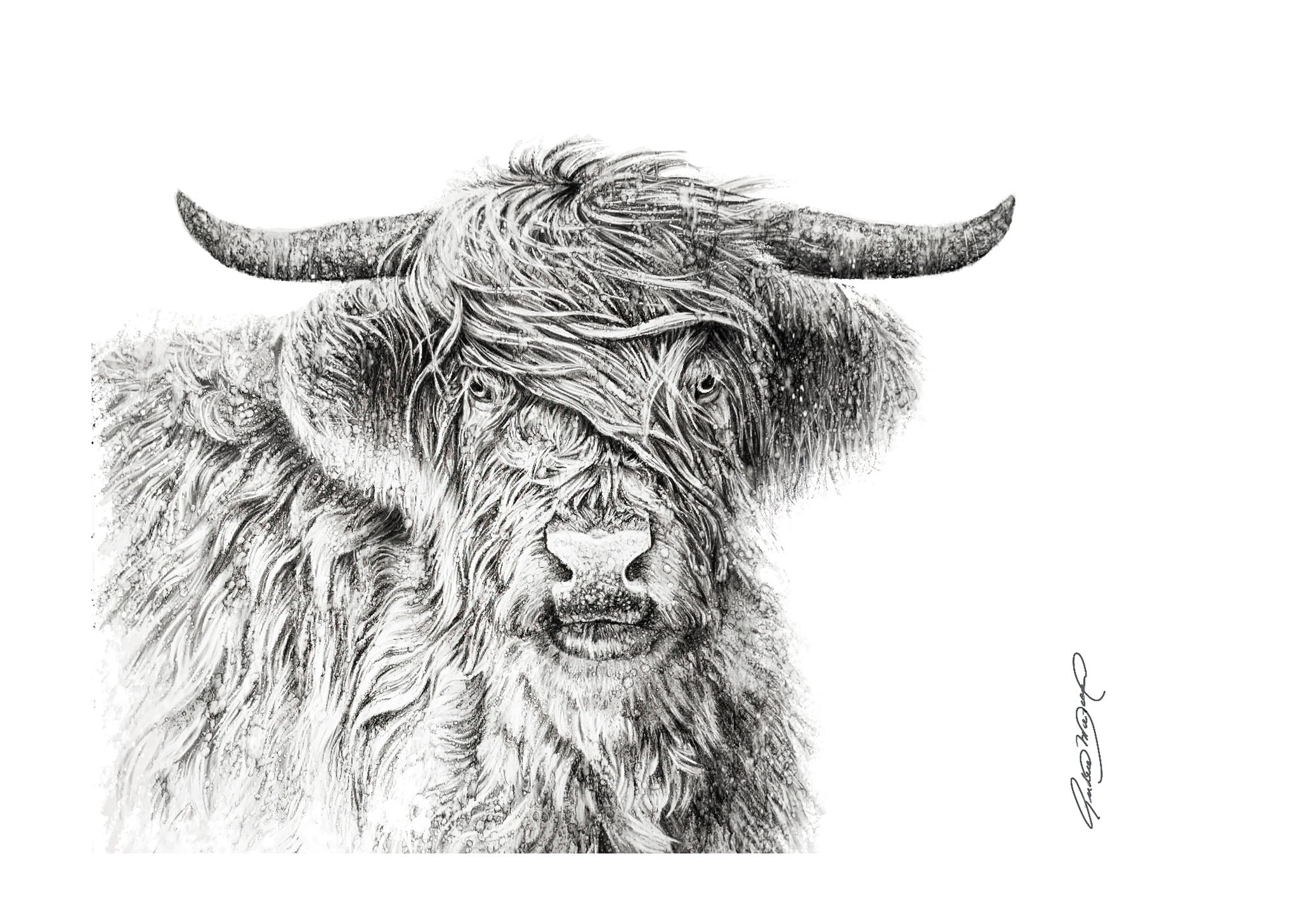 Le vent des Highlands (12/100)