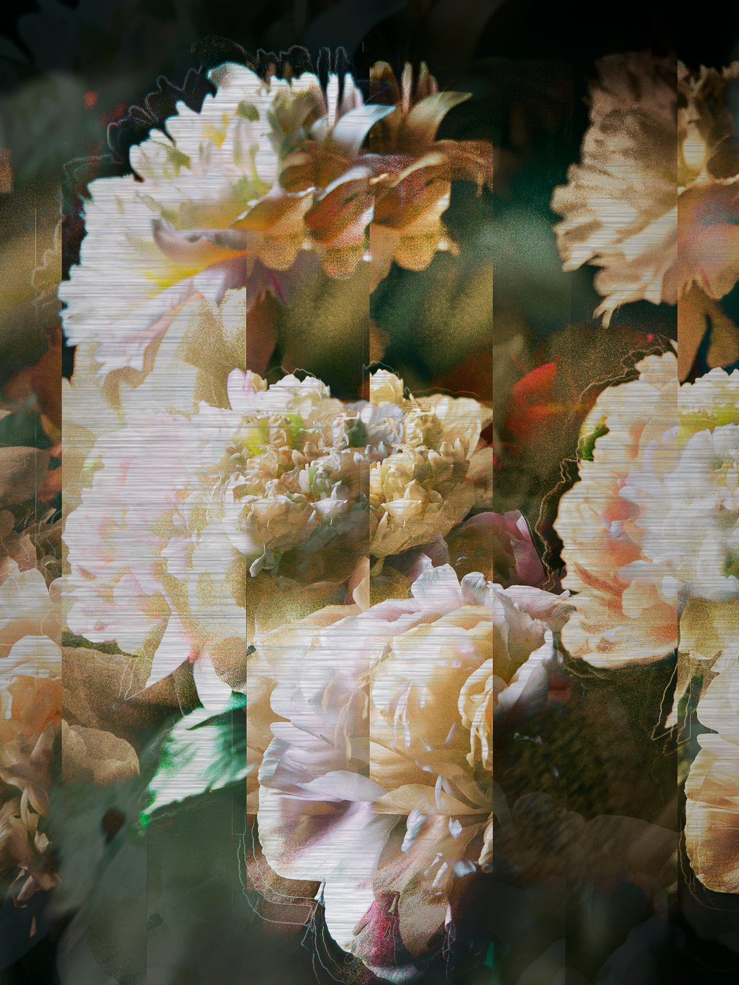 Les pivoines, 1 juillet 19h19