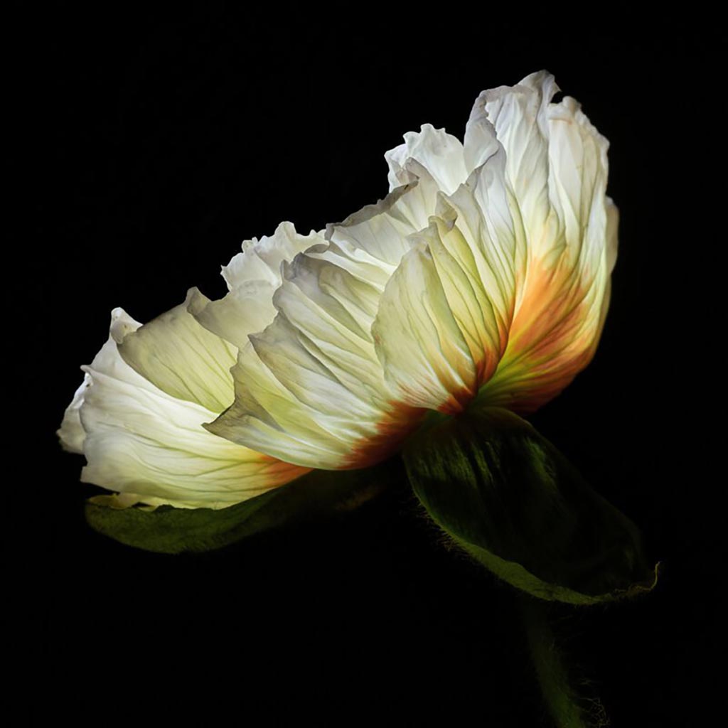 Blossom Glow 02 (Série/Series) - Galerie d'Art Beauchamp