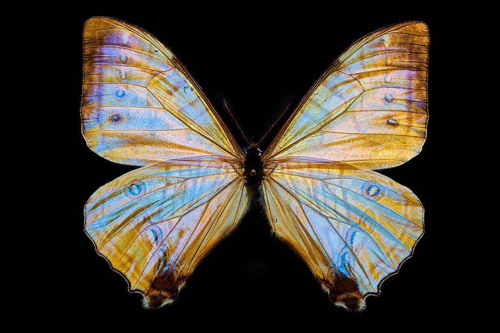 Golden Blue Butterfly (Série/Series) - Galerie d'Art Beauchamp