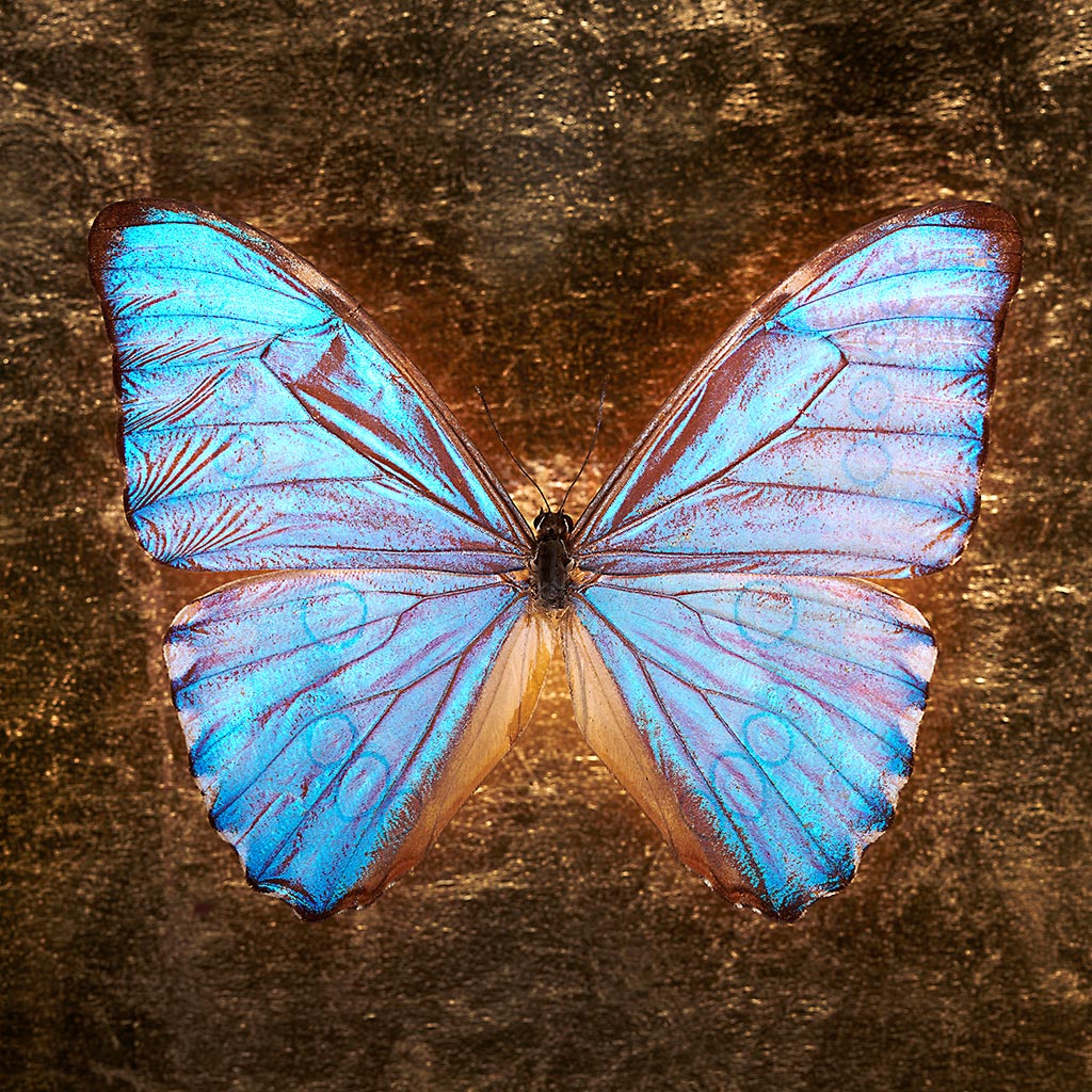 Golden Flight (Série/Series) - Galerie d'Art Beauchamp