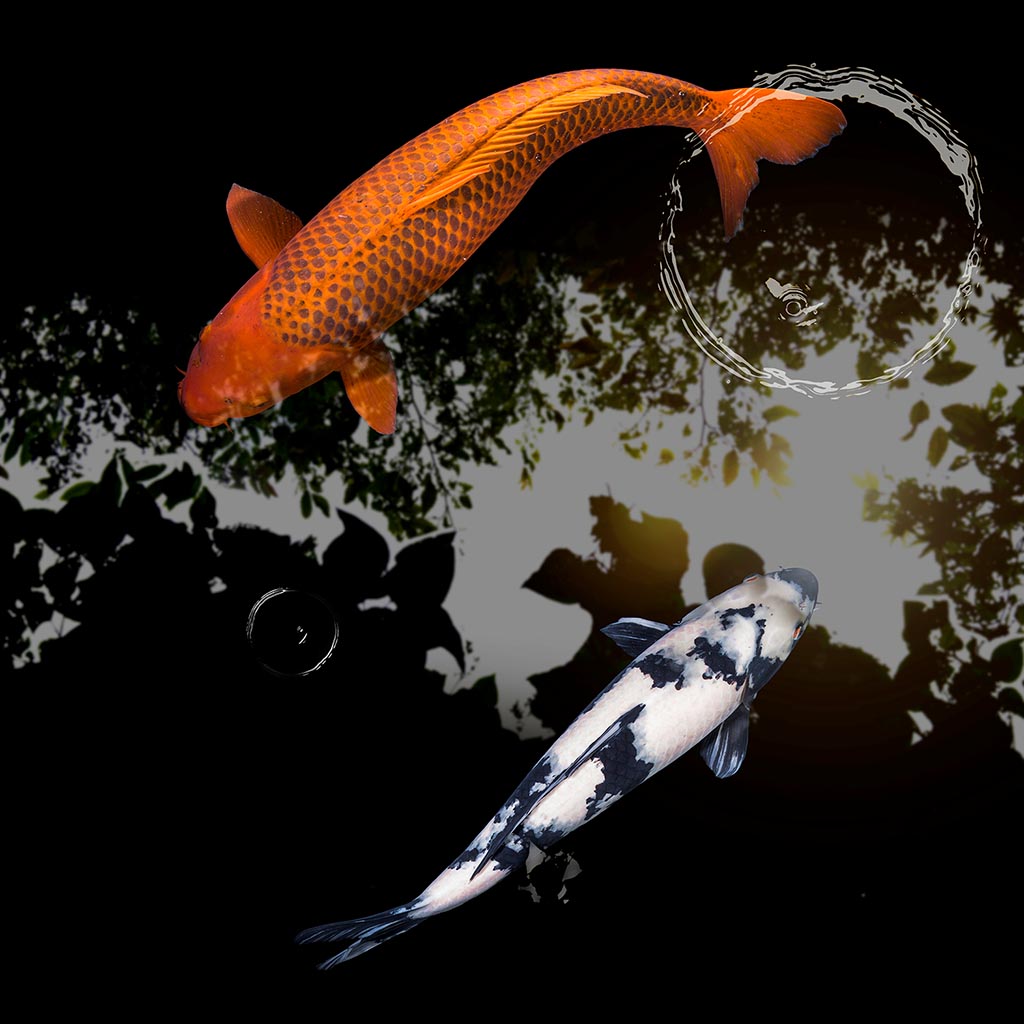 Koi Pond 2 (Série/Series) - Galerie d'Art Beauchamp