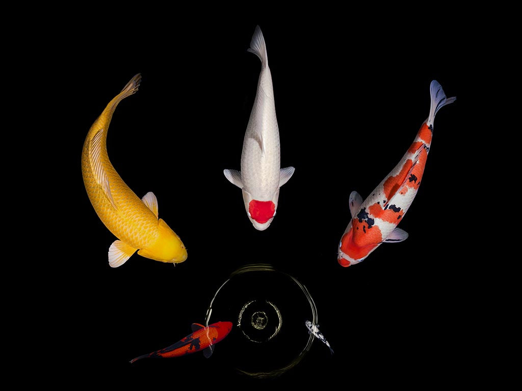 Zen Concentration (Série/Series) - Galerie d'Art Beauchamp